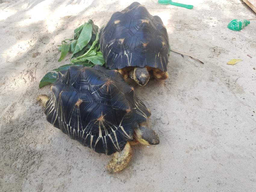Radiated Tortoise - 1 - Reptiles & Amphibians  on Aster Vender
