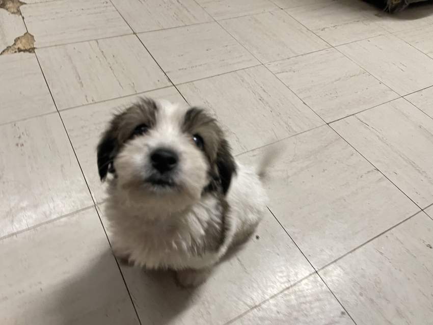 Griffon for sale - 1 - Dogs  on Aster Vender