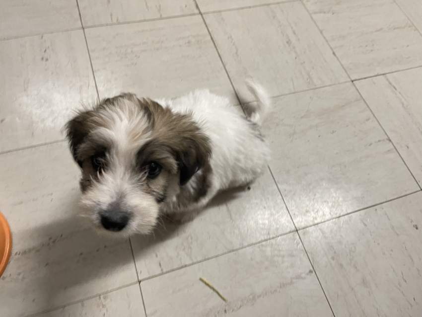 Griffon for sale - 2 - Dogs  on Aster Vender