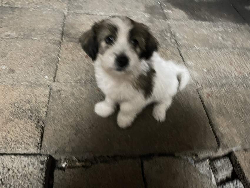 Griffon for sale - 3 - Dogs  on Aster Vender