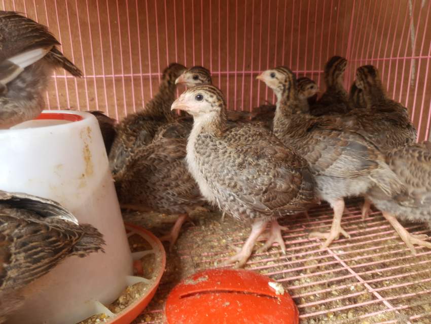 Guinea Fowl Chicks - Birds on Aster Vender