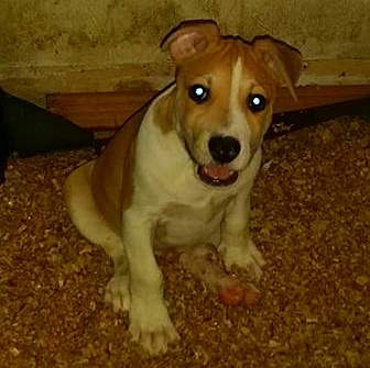 Puppy for sale male - 3 - Dogs  on Aster Vender