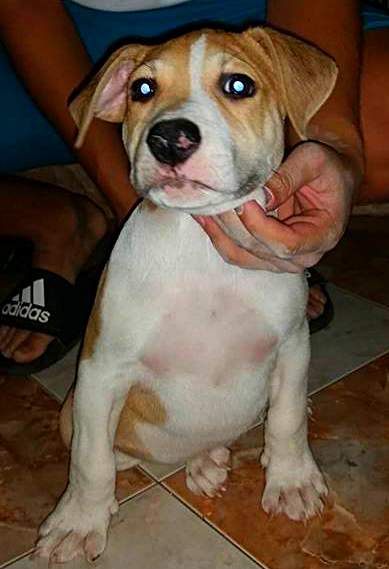Puppy for sale male - 5 - Dogs  on Aster Vender