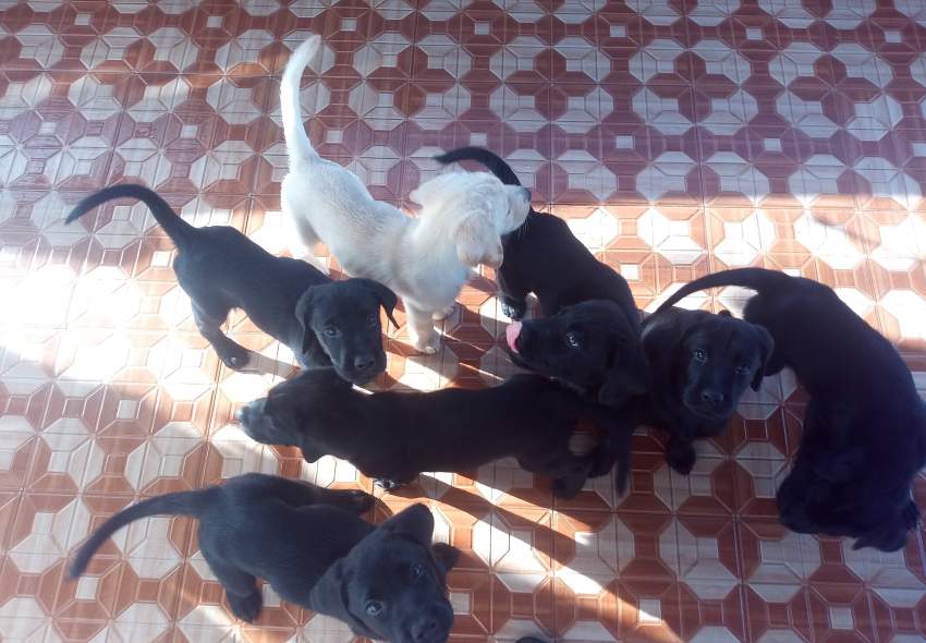 English Labrador Puppies - 1 - Dogs  on Aster Vender