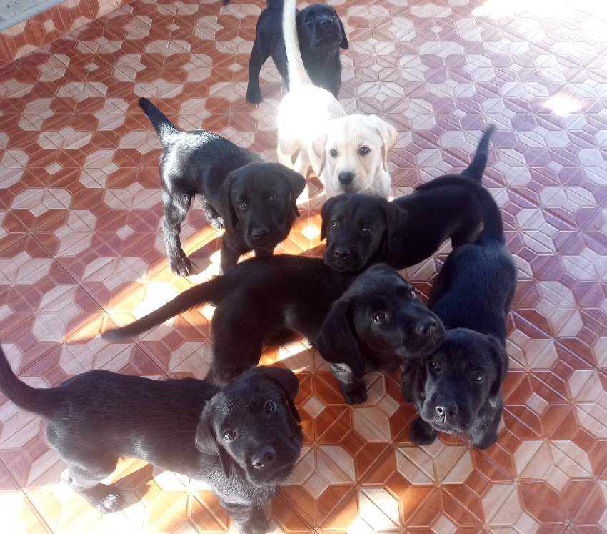 English Labrador Puppies - 3 - Dogs  on Aster Vender
