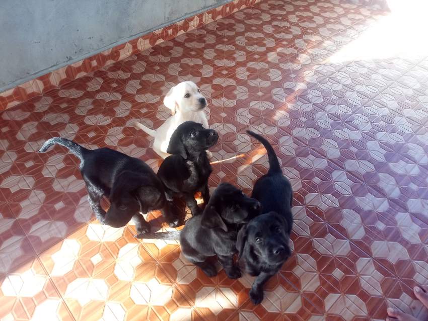 English Labrador Puppies - 2 - Dogs  on Aster Vender