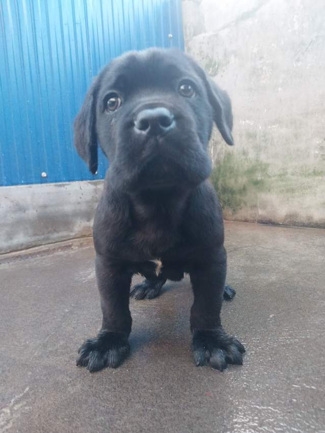 CaneCorso puppies  - 1 - Dogs  on Aster Vender