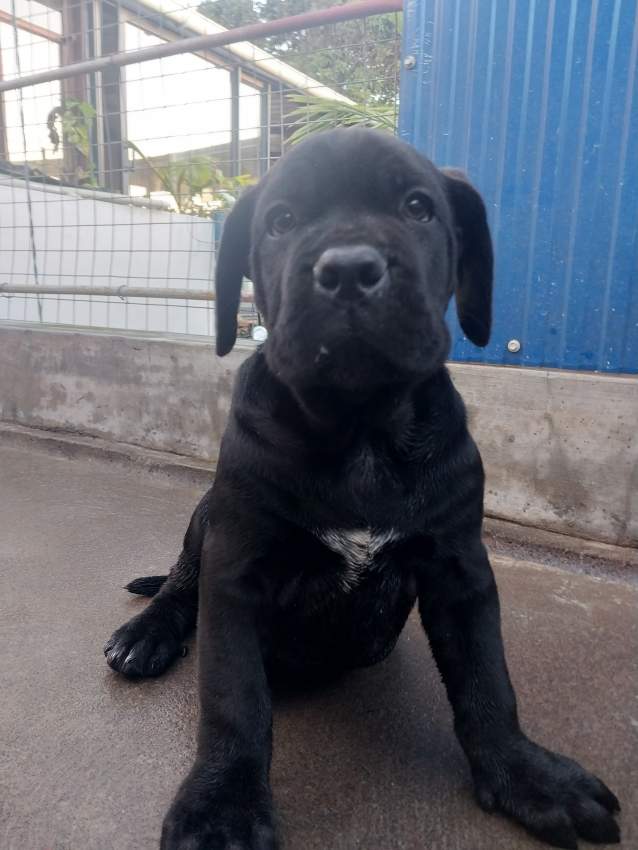 CaneCorso puppies  - 3 - Dogs  on Aster Vender