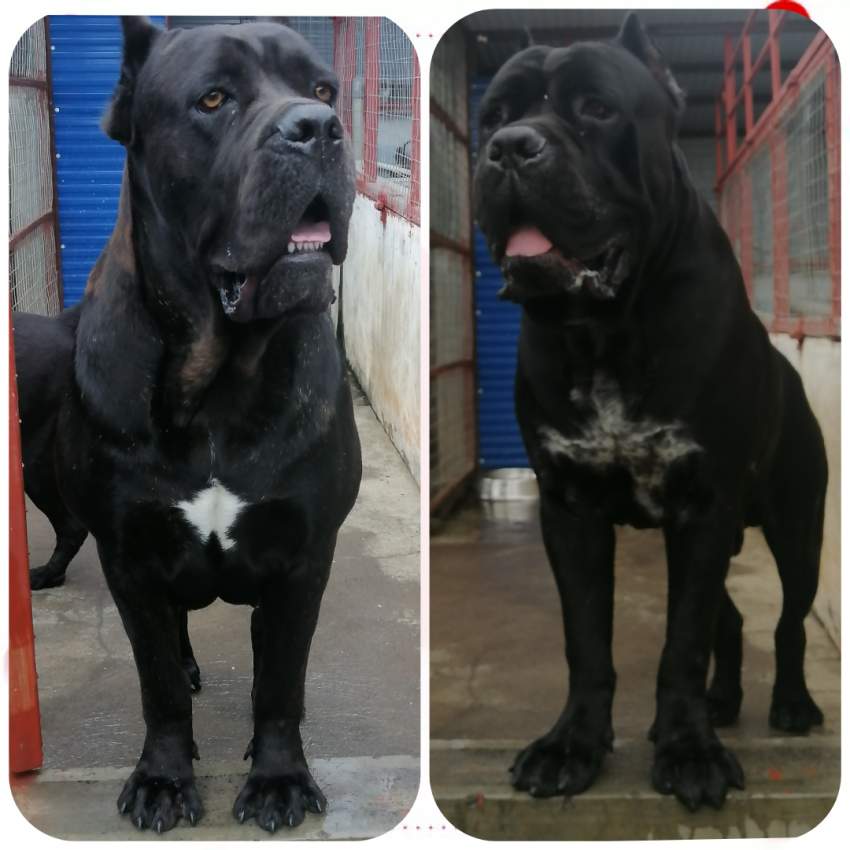 CaneCorso puppies  - 0 - Dogs  on Aster Vender