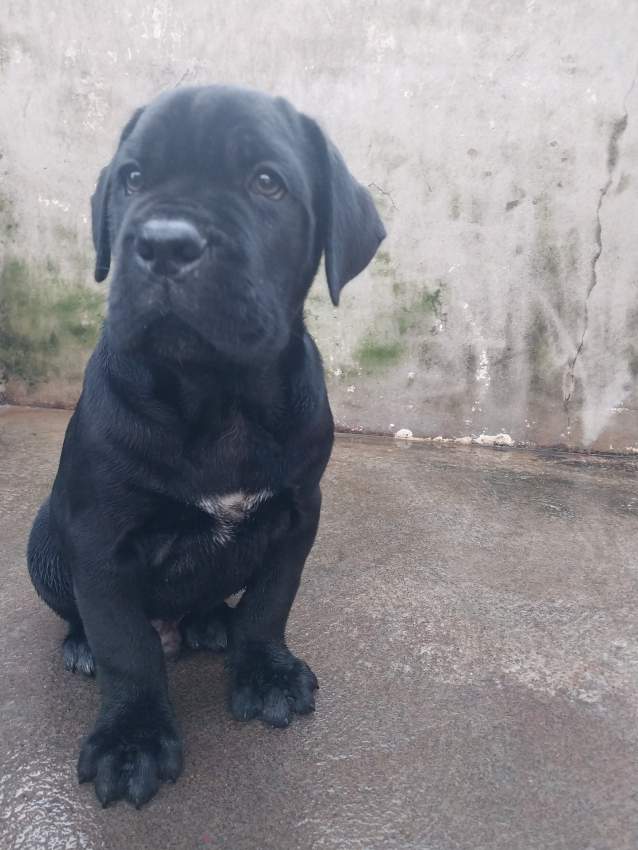 CaneCorso puppies  - 2 - Dogs  on Aster Vender