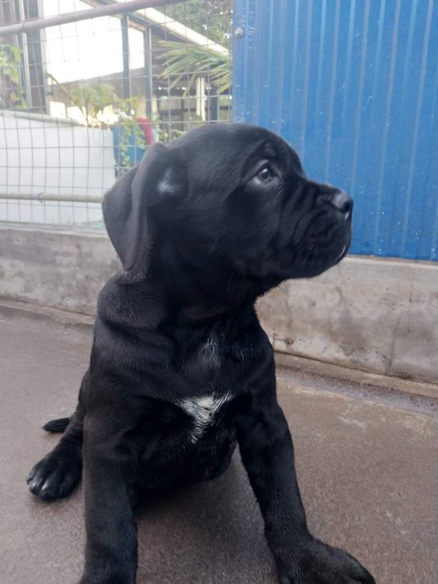CaneCorso puppies  - 4 - Dogs  on Aster Vender