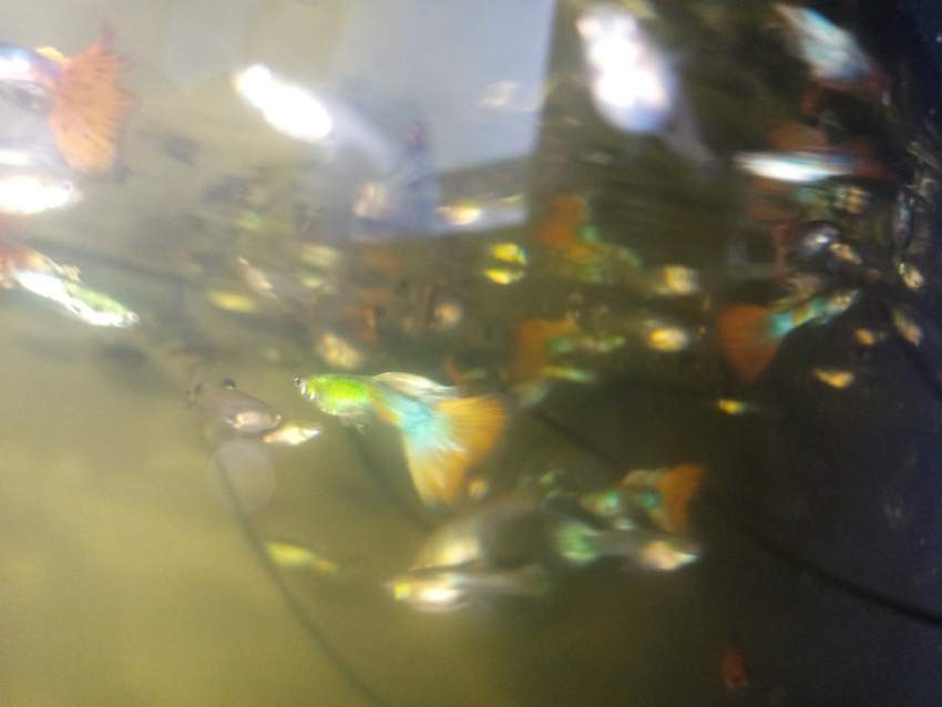 Aquarium deco fish Guppies  - 1 -  Aquarium fish  on Aster Vender