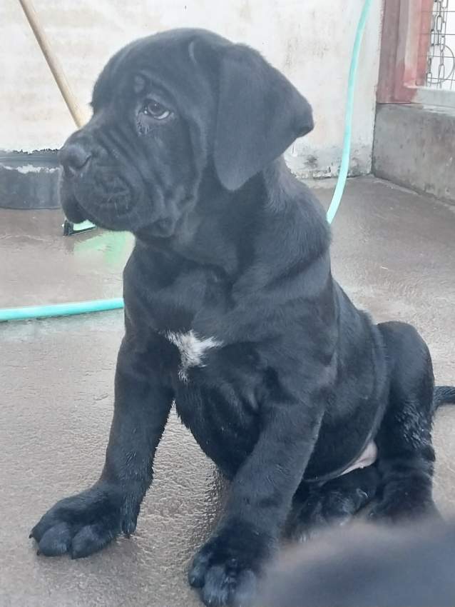 CaneCorso puppies  - 1 - Dogs  on Aster Vender