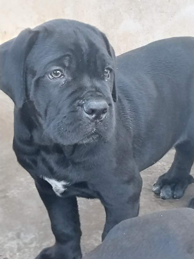CaneCorso puppies  - 0 - Dogs  on Aster Vender