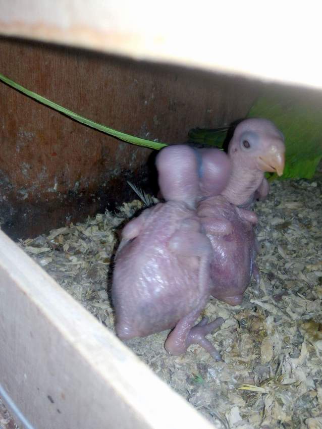 BB CATOVERT - 0 - Birds  on Aster Vender