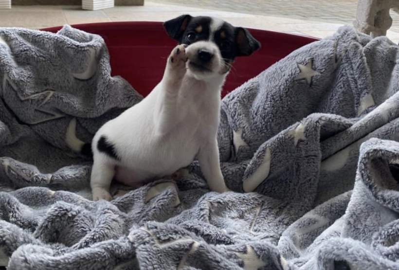 Fox terrier for sale  - 6 - Dogs  on Aster Vender