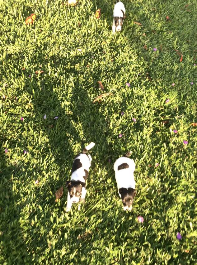 Fox terrier for sale  - 4 - Dogs  on Aster Vender