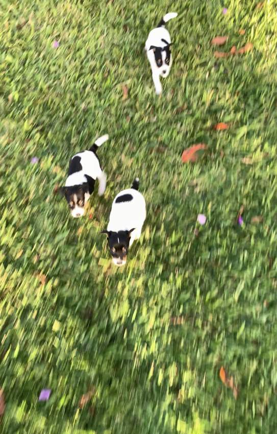 Fox terrier for sale  - 5 - Dogs  on Aster Vender