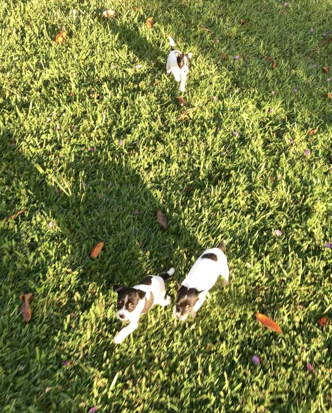Fox terrier for sale  - 2 - Dogs  on Aster Vender