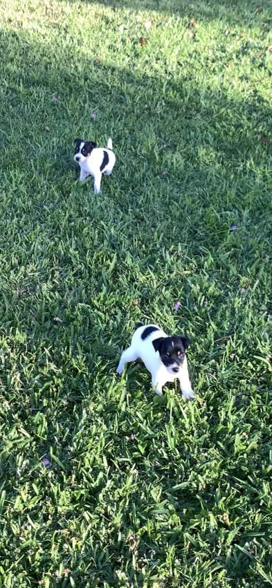 Fox terrier for sale  - 3 - Dogs  on Aster Vender