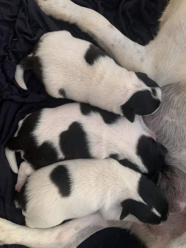 Fox terrier for sale  - 1 - Dogs  on Aster Vender