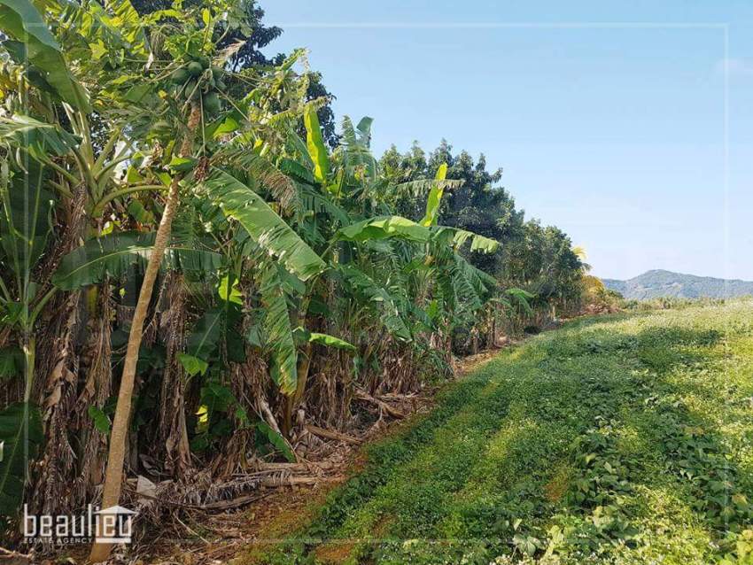 *** 1 Arpent 1 perche Agricultural Land in New Grove, Deux Bras *** - 0 - Land  on Aster Vender