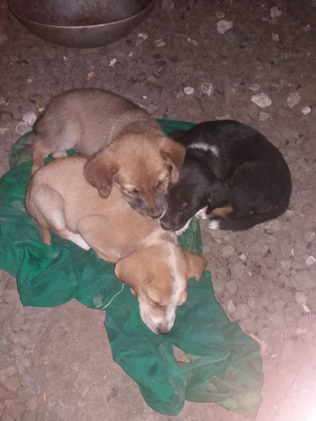 Chiots Normals à adopter - 0 - Dogs  on Aster Vender