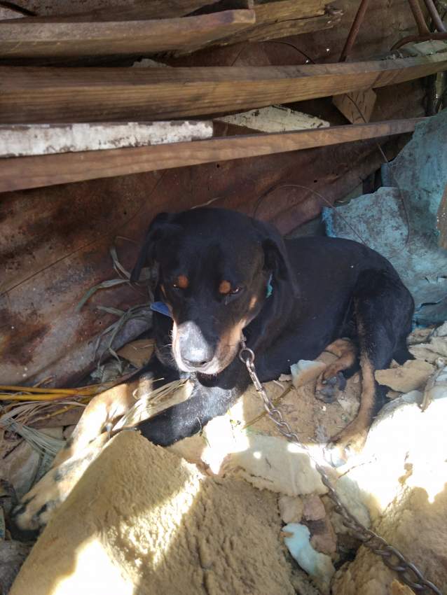 Rottweiler  - 0 - Dogs  on Aster Vender