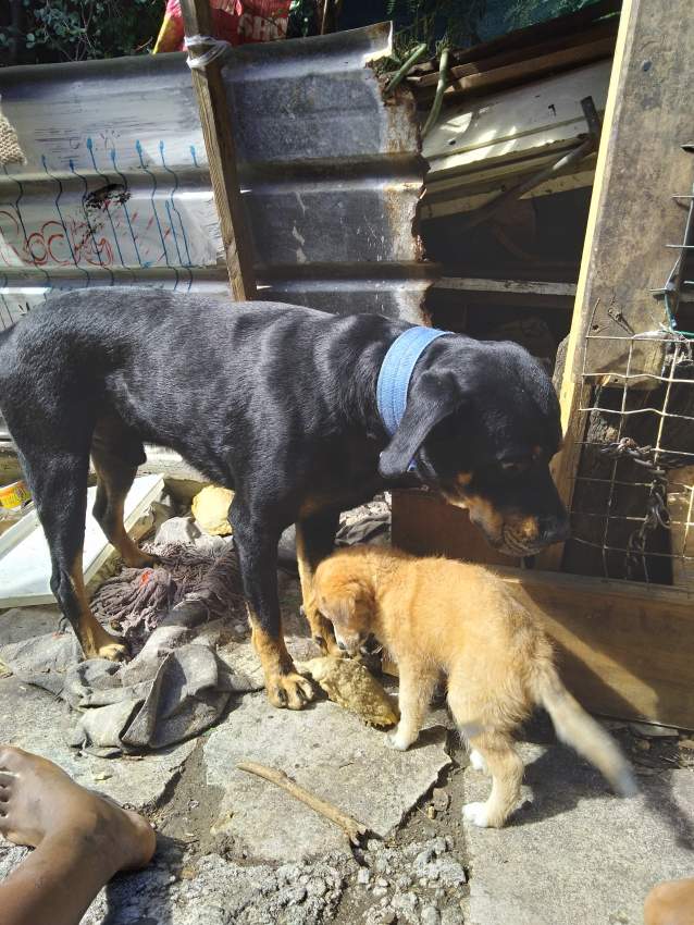 Rottweiler  - 2 - Dogs  on Aster Vender