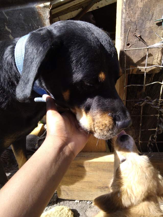 Rottweiler  - 1 - Dogs  on Aster Vender