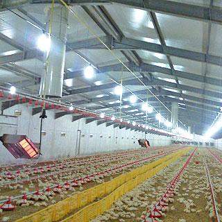 poultry house equipment intallation  - 5 - Other services  on Aster Vender