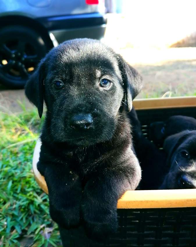 Puppies - 4 - Dogs  on Aster Vender