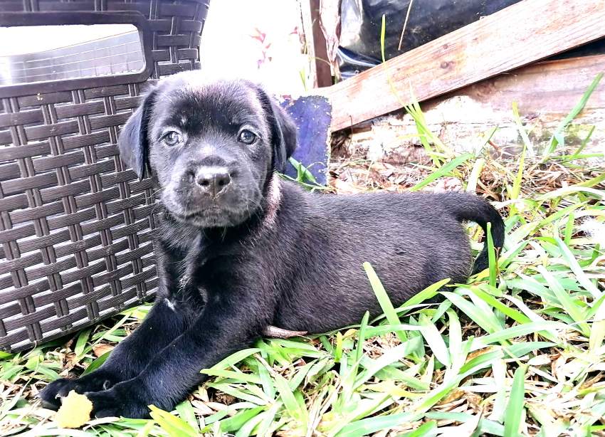 Puppies - 11 - Dogs  on Aster Vender