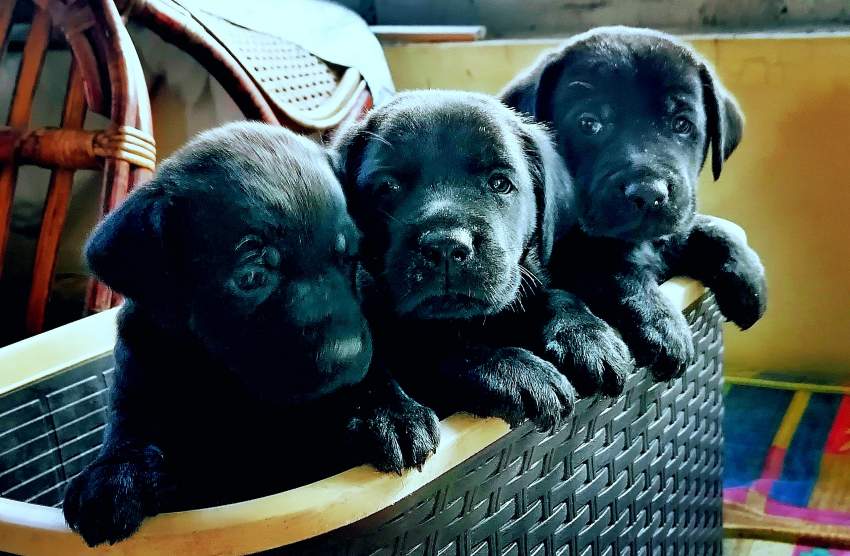 Puppies - 1 - Dogs  on Aster Vender