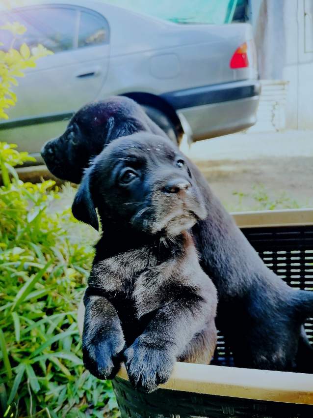 Puppies - 2 - Dogs  on Aster Vender