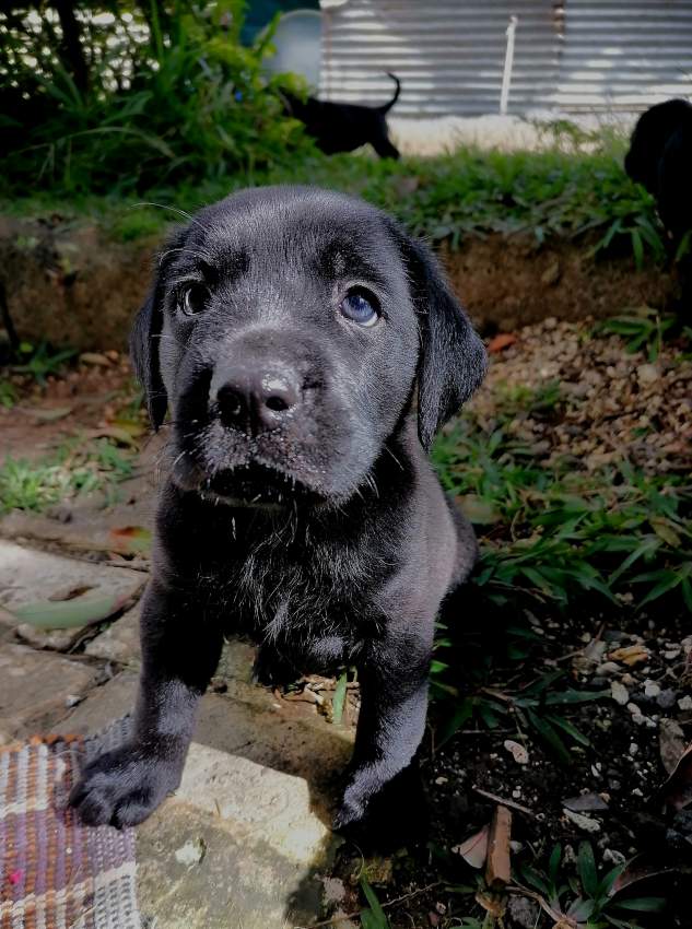 Puppies - 9 - Dogs  on Aster Vender