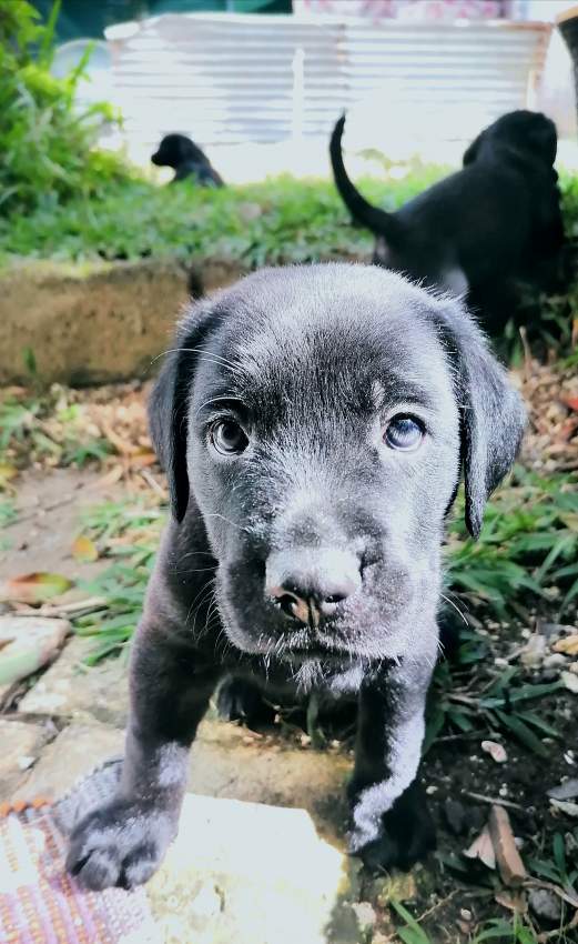 Puppies - 7 - Dogs  on Aster Vender