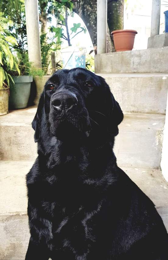 Puppies - 5 - Dogs  on Aster Vender