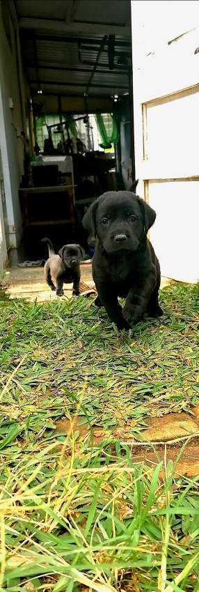 Puppies - 8 - Dogs  on Aster Vender