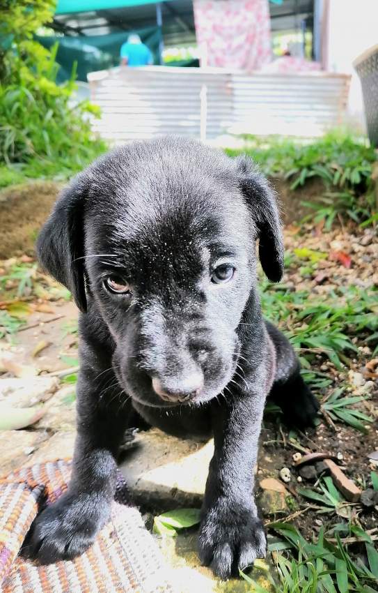 Puppies - 10 - Dogs  on Aster Vender