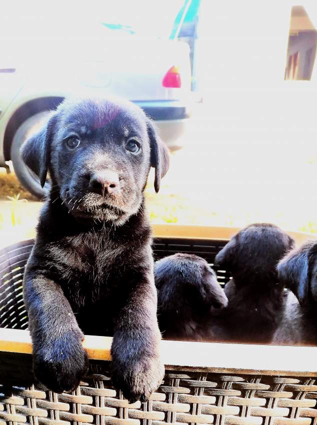 Puppies - 3 - Dogs  on Aster Vender