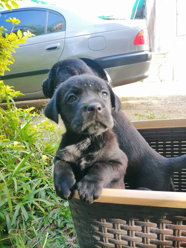 Puppies - 6 - Dogs  on Aster Vender