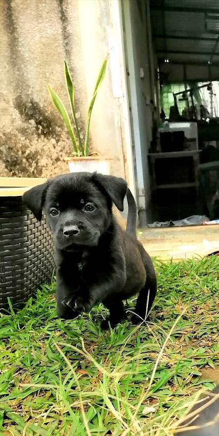 Puppies - 12 - Dogs  on Aster Vender