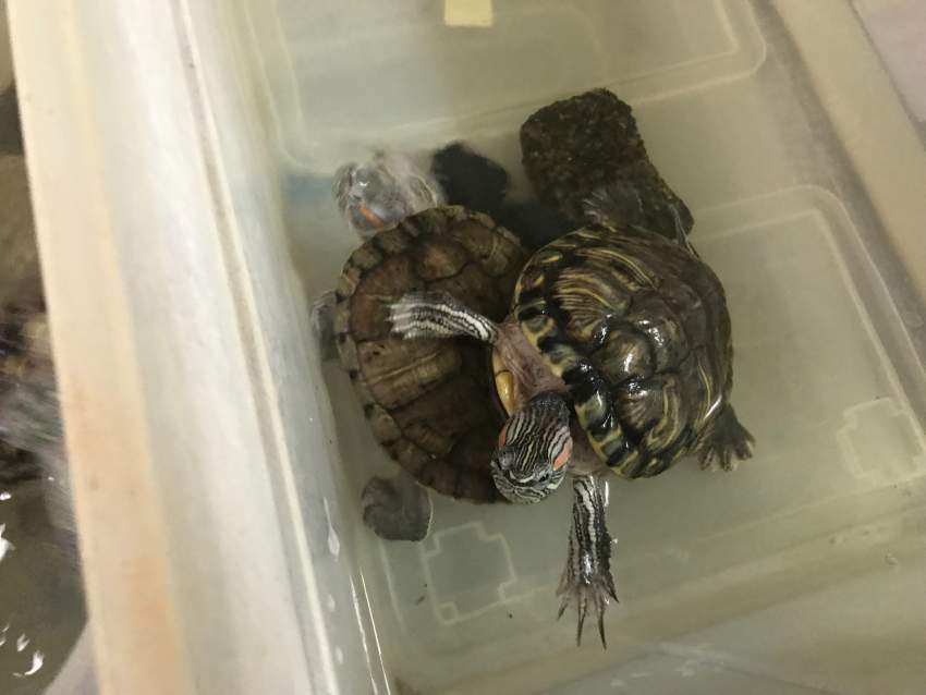 2 Tortues d’eau douce - 10yrs old - 2 - Turtles  on Aster Vender