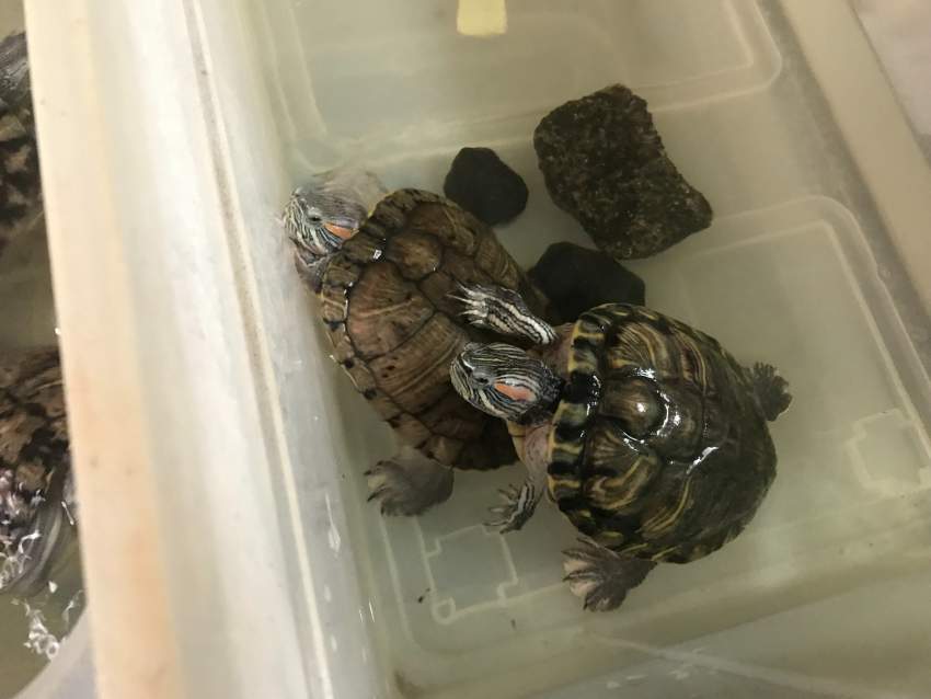 2 Tortues d’eau douce - 10yrs old - 1 - Turtles  on Aster Vender