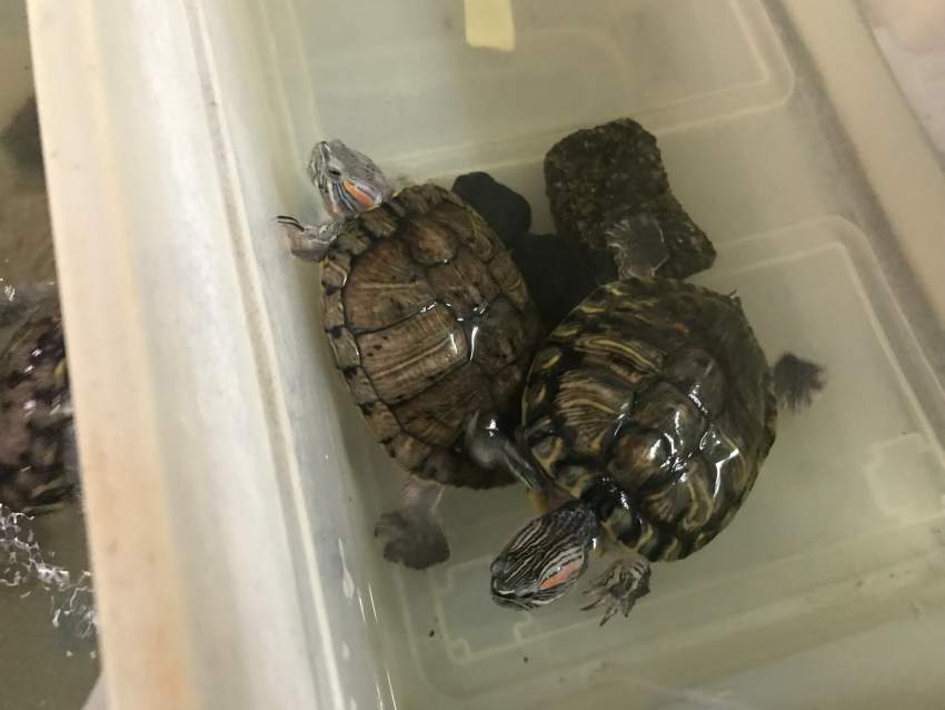 2 Tortues d’eau douce - 10yrs old on Aster Vender