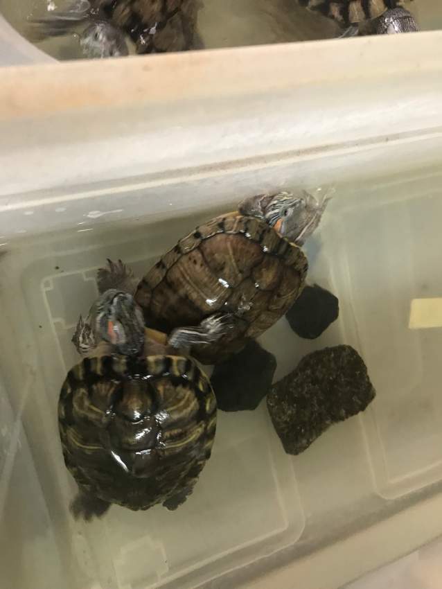 2 Tortues d’eau douce - 10yrs old - 3 - Turtles  on Aster Vender