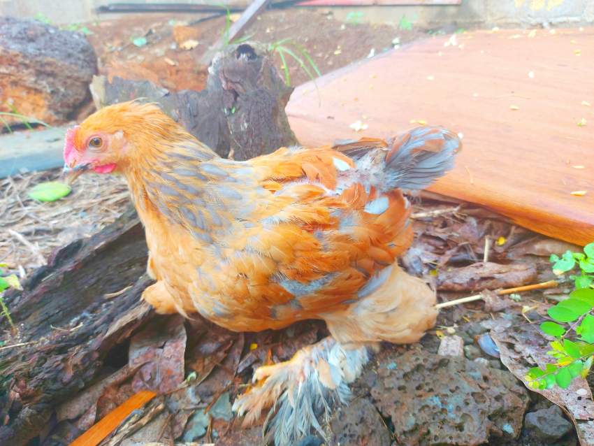 Brahma roosters  on Aster Vender