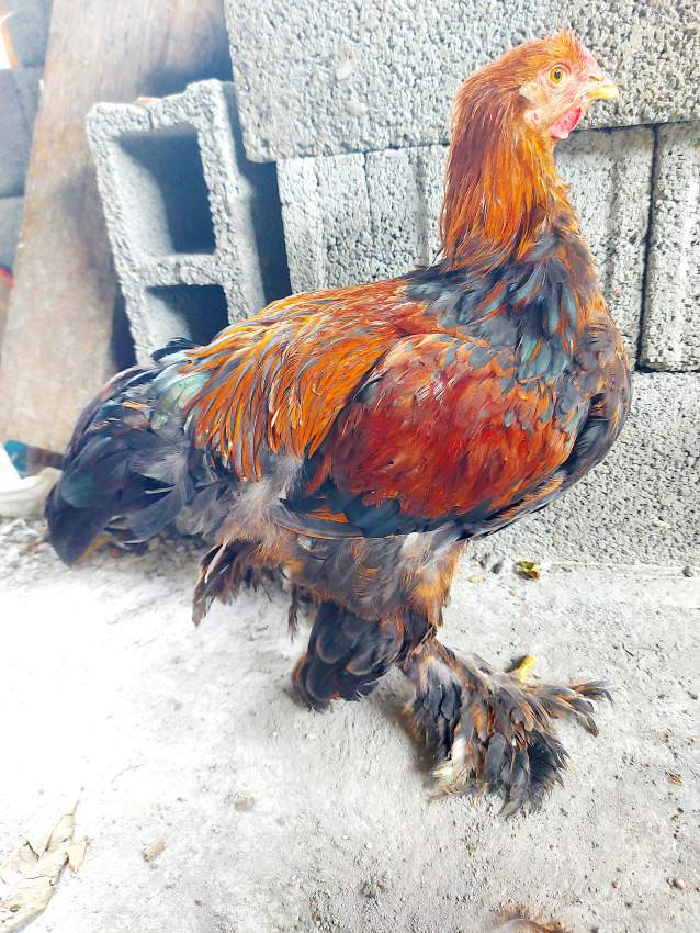 Brahma roosters