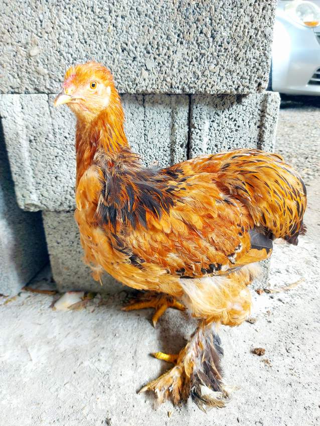 Brahma roosters - 2 - Other Pets  on Aster Vender